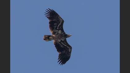 Akkuyruklu Kartal