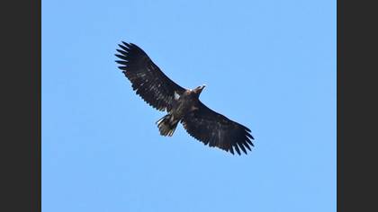 Akkuyruklu Kartal