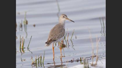 Kızılbacak