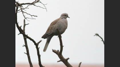 Kumru