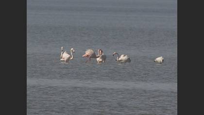 Flamingo