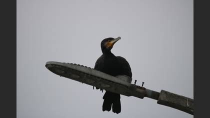 Karabatak