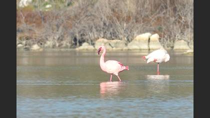 Küçük Flamingo