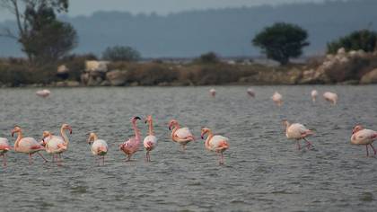 Küçük Flamingo