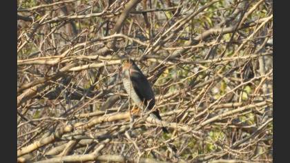 Atmaca