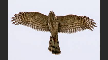 Atmaca