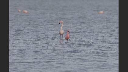 Küçük Flamingo