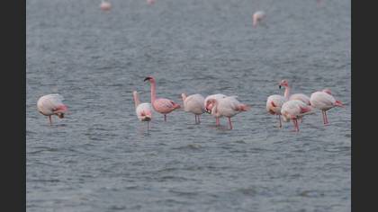 Küçük Flamingo