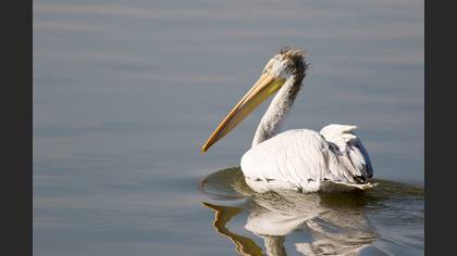 Tepeli Pelikan
