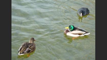 Yeşilbaş