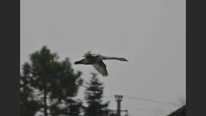 Kuğu