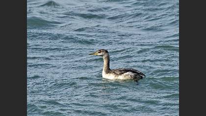 Kızılboyunlu Batağan