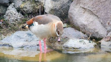 Nil Kazı