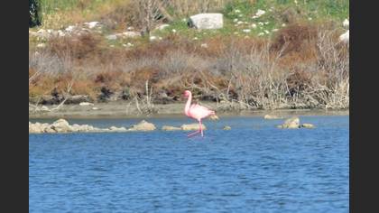 Küçük Flamingo
