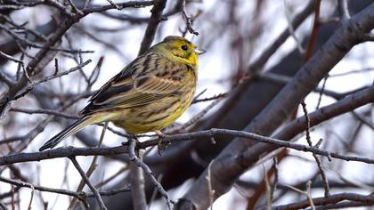 Sarı Kirazkuşu