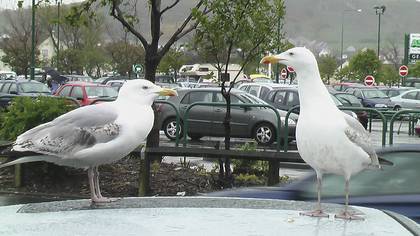 Kuzey Gümüş Martı