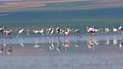 Küçük Flamingo