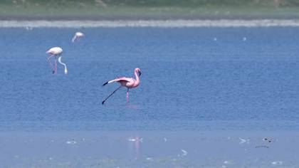 Küçük Flamingo