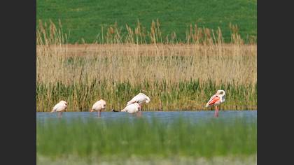 Flamingo
