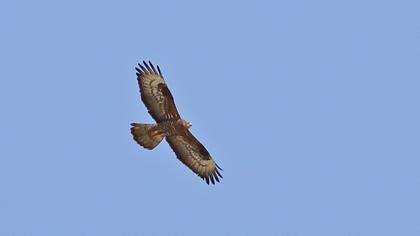 Arı Şahini