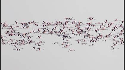 Flamingo