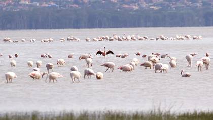 Küçük Flamingo