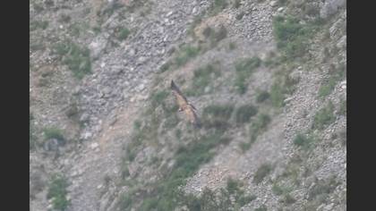 Kızıl Akbaba