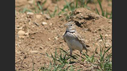 Boğmaklı Toygar