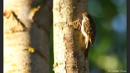 Bahçe Tırmaşıkkuşu
