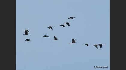 Çeltikçi
