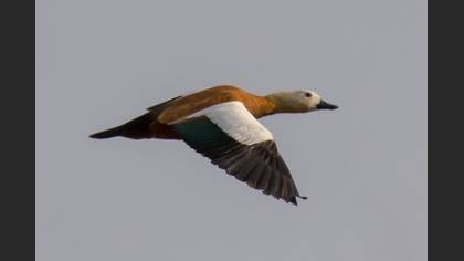 Angıt