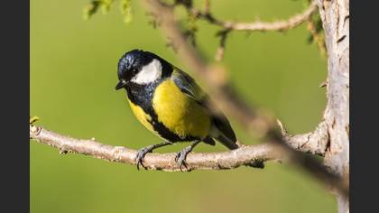 Büyük Baştankara