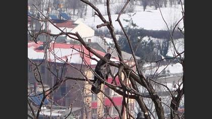 Ekin Kargası