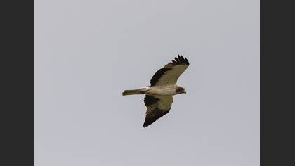 Küçük Kartal