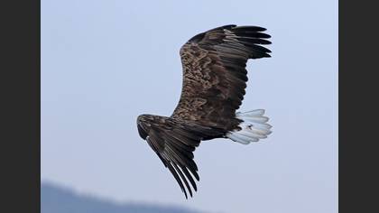 Akkuyruklu Kartal