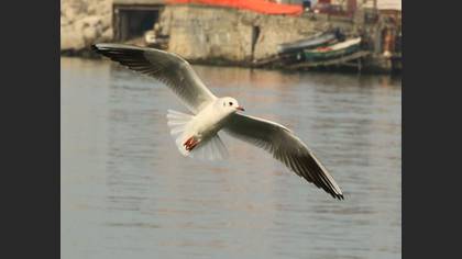 Karabaş Martı