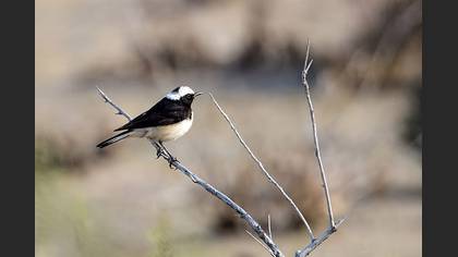 Alaca Kuyrukkakan