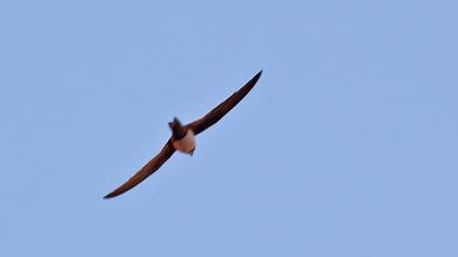 Akkarınlı Ebabil