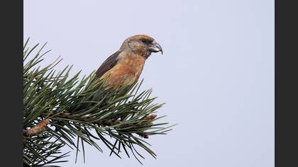 Çaprazgaga