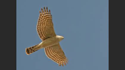 Atmaca