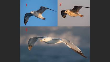 Tanımsız