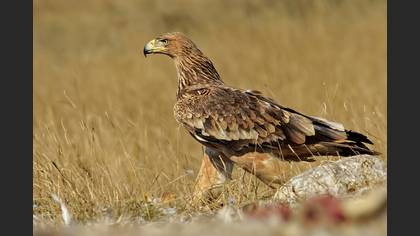 Şah Kartal