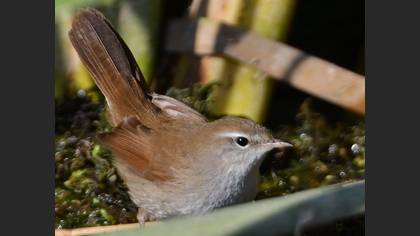 Kamışbülbülü