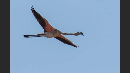 Flamingo