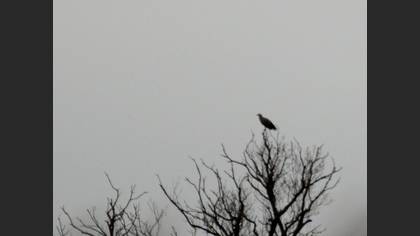 Akkuyruklu Kartal