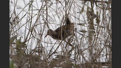 Sukılavuzu