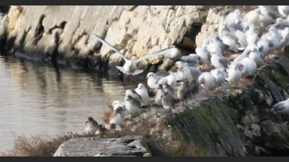 Tanımsız