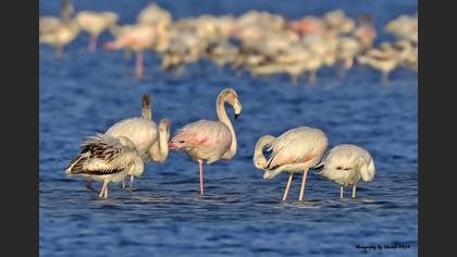 Flamingo