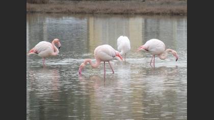 Flamingo
