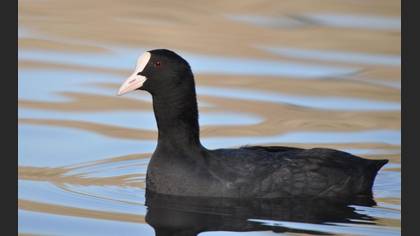 Sakarmeke
